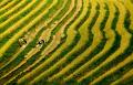 321 - WAVE RICE ON THE MOUNTAIN 33 - NGUYEN DAN - viet nam